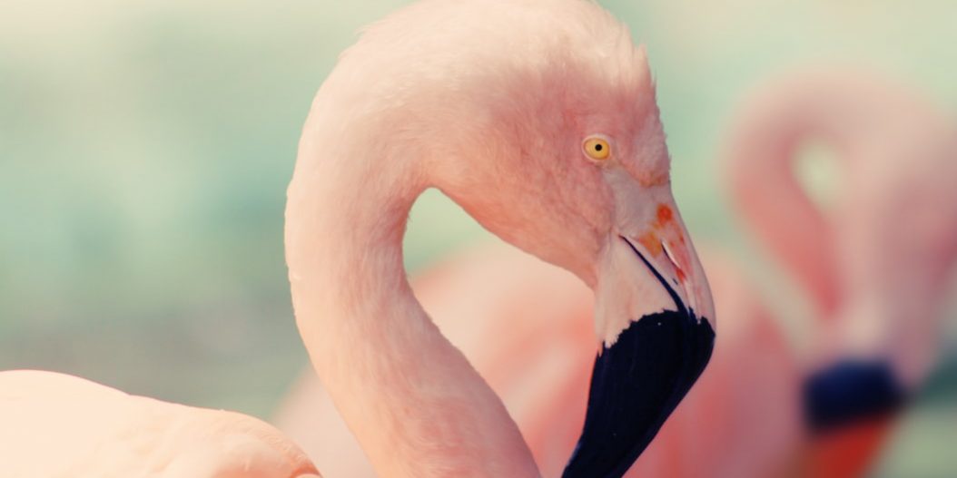 розов цвят, розова боя, pink paint color