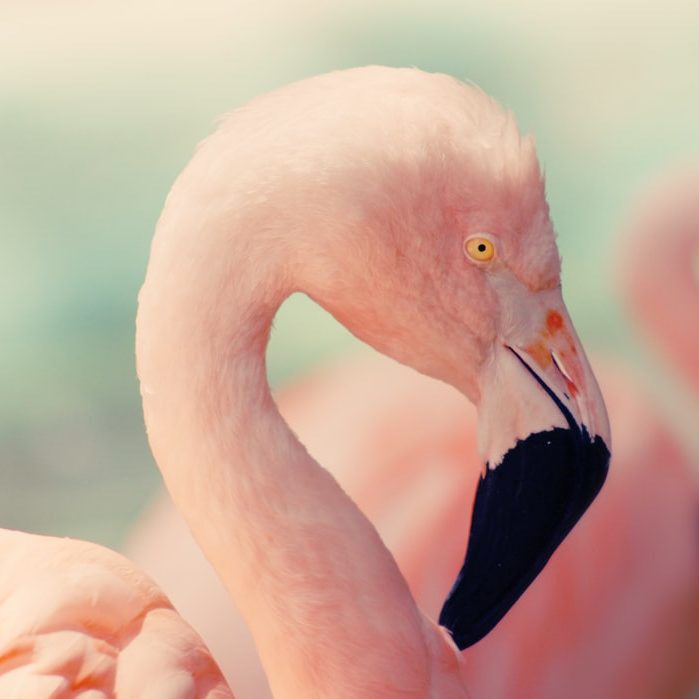 розов цвят, розова боя, pink paint color